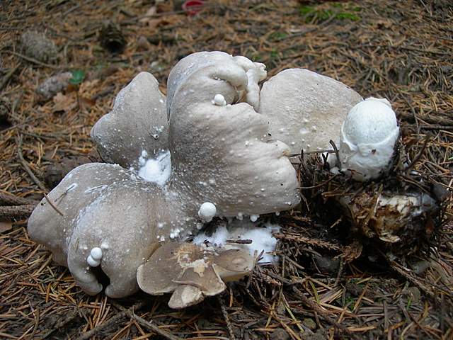 Funghi nella nebbia